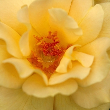 Rosa 'Honey Perfume' (036369)