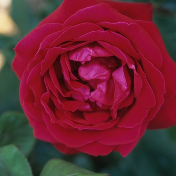 Rosa 'Liebeszauber®' (036403)