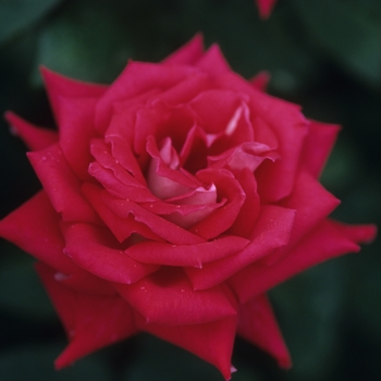 Rosa 'Love' (036407)