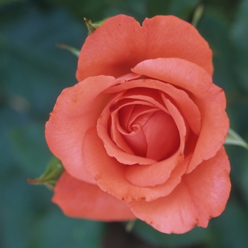 Rosa 'Marmalade Skies™' (036429)