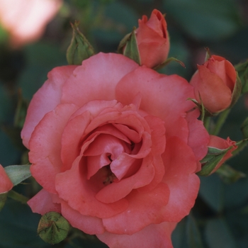 Rosa 'Marmalade Skies™' (036430)
