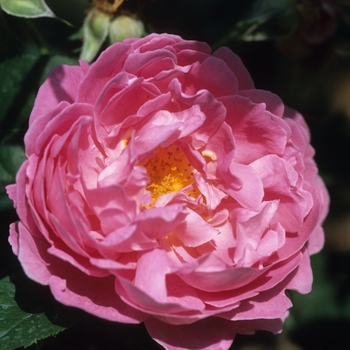 Rosa 'Mary Rose' (036433)