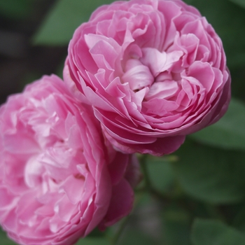 Rosa 'Mary Rose' (036434)