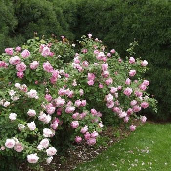 Rosa 'Mary Rose' (036435)