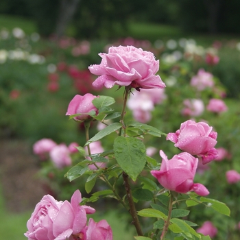 Rosa 'Mary Rose' (036437)