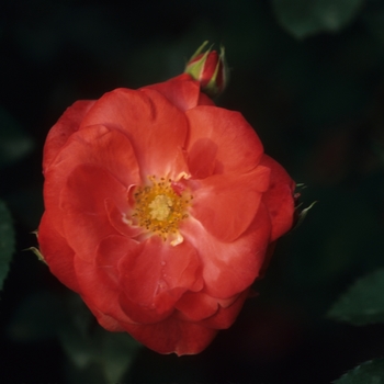 Rosa 'Orange Sensation' (036471)