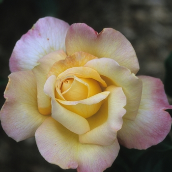 Rosa 'Peace' (036475)