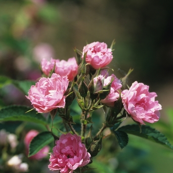 Rosa rugosa 'Pink Grootendorst' (036481)