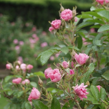 Rosa rugosa 'Pink Grootendorst' (036482)
