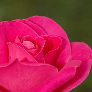 Rosa 'Pink Peace' (036487)