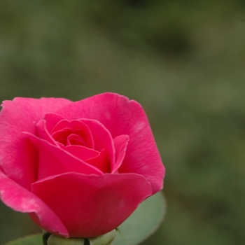 Rosa 'Pink Peace' (036488)