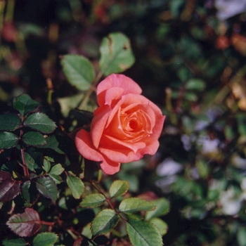 Rosa 'Pride 'N Joy' (036500)