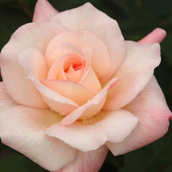 Rosa 'Pristine' (036504)