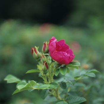 Rosa rugosa 'Purple Pavement' (036509)