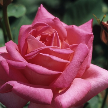 Rosa 'Queen Elizabeth' (036511)