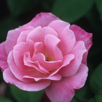 Rosa 'Simplicity' (036544)