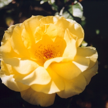 Rosa 'Sun Flare' (036565)