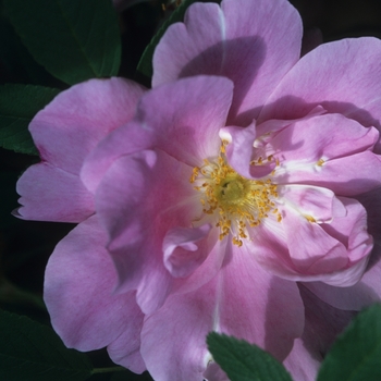 Rosa 'Therese Bugnet' (036580)