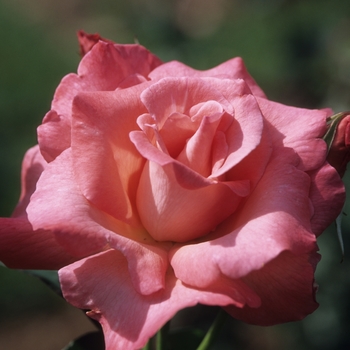 Rosa 'Touch of Class' (036584)