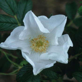 Rosa rugosa 'Alba' (036625)