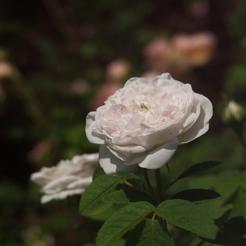 Rosa 'Mme. Hardy' (036629)