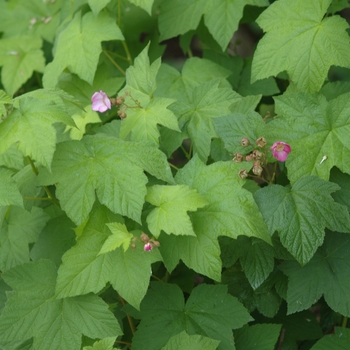 Rubus odoratus '' (036644)