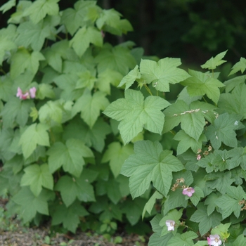 Rubus odoratus '' (036645)