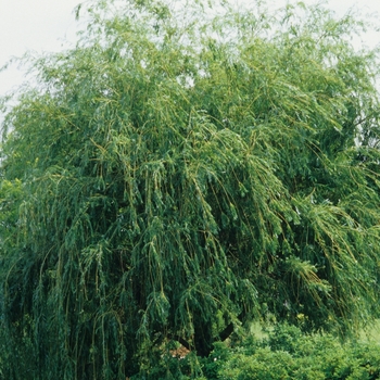Salix alba 'Tristis' (036685)