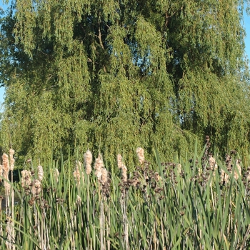 Salix alba 'Tristis' (036686)