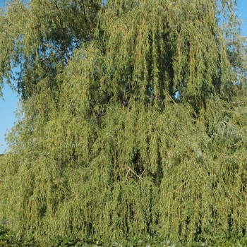 Salix babylonica '' (036693)