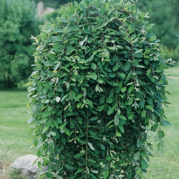 Salix caprea 'Pendula' (036694)