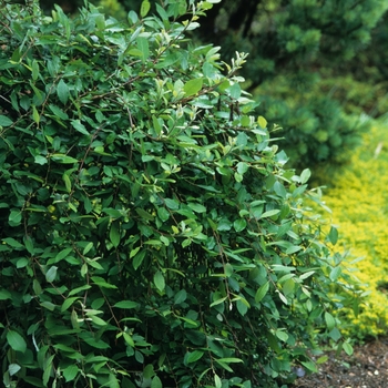 Salix caprea 'Pendula' (036695)