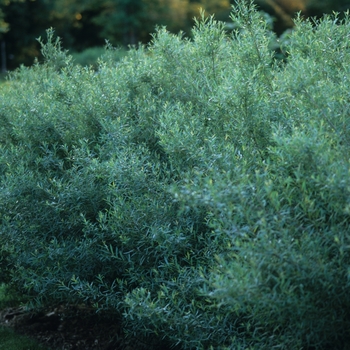 Salix purpurea 'Nana' (036714)
