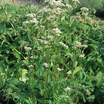 Salvia officinalis 'Multiple Varieties' (036726)