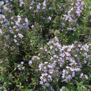 Thymus herba-barona '' (037303)