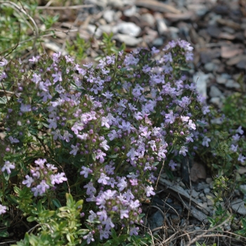 Thymus herba-barona '' (037304)