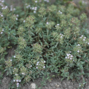 Thymus herba-barona '' (037305)