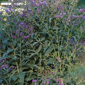 Vernonia gigantea '' (037717)