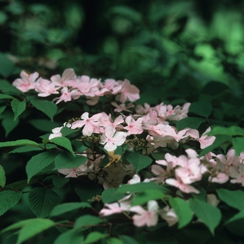 Viburnum plicatum f. tomentosum 'Pink Beauty' (037857)