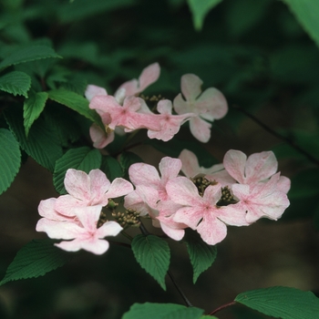 Viburnum plicatum f. tomentosum 'Pink Beauty' (037858)