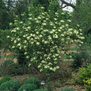 Viburnum prunifolium '' (037868)