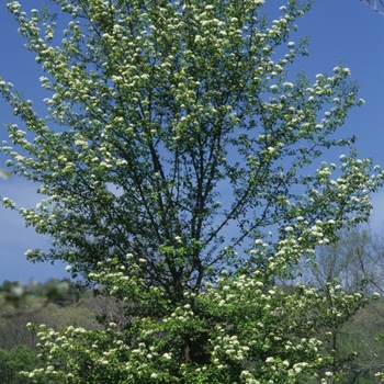 Viburnum prunifolium '' (037869)