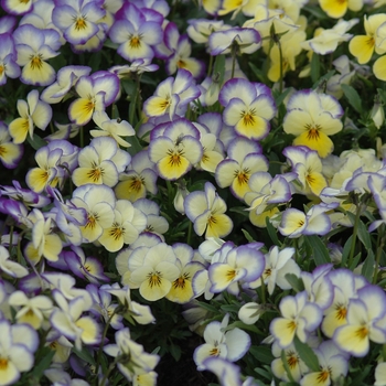 Viola cornuta Sorbet® 'Lemon Swirl' (038021)