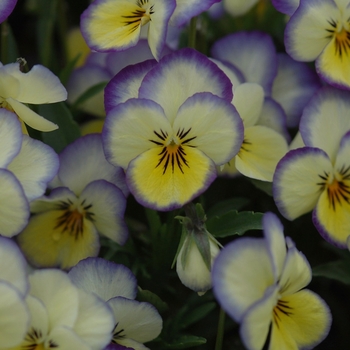 Viola cornuta Sorbet® 'Lemon Swirl' (038022)