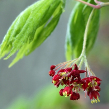 Acer japonicum 'Aconitifolium' (038258)