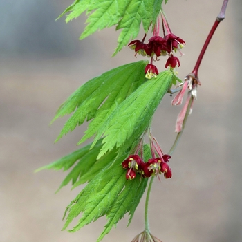 Acer japonicum 'Aconitifolium' (038260)
