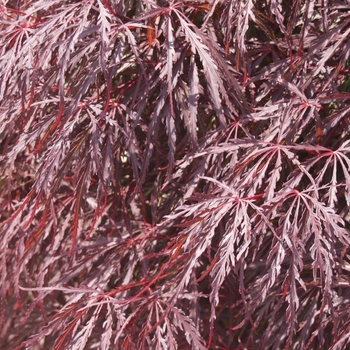 Acer palmatum var. dissectum '' (038265)