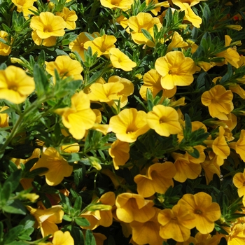 Calibrachoa Aloha 'Canary Yellow' (038382)