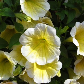 Petunia 'Surprise Yellow Twist' (038426)