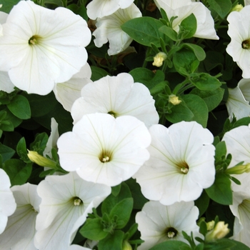 Petunia 'Surprise White' (038447)